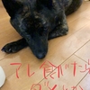 甲斐犬サンの「牛肉食べたい」の巻〜ﾉ￣□￣)ﾉ ~┻━┻ﾄﾞｶﾞｼｬｰﾝ!!