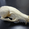 タヌキの骨格標本