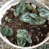 シクラメンの植え替えをしたけど、失敗したかも。。。