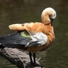 動物園裏の野鳥を紹介（２０２０　０６１３）その２。（大連鳥シリーズ２０２０最終回）