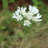 初夏の花々～おそと編