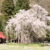 Thues.　　おしらさまの枝垂れ桜