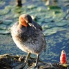 カイツブリ、ノビタキ