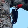 ベリーズ　ベリーズズーの野鳥たち