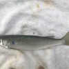 大物が潜む場所！　梅沢堤防（二宮）　～2019年10月～