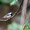 各鳥が来ました