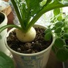 ミニミニ家庭菜園…2024年10月編（遅ればせながら秋まき野菜定植：ボチボチ始動中）