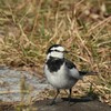 相模三川公園で野鳥探し 2017-11-05