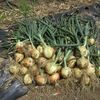 タマネギ早生種「錦毬」を一斉収穫まずまずの出来