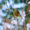 雪と野鳥