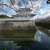 2014 桜 その9 「桜の水口城」