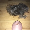 【動画あり】【LION ネコペロブラシ】オススメの猫用グルーミング道具：ブラッシングが苦手な猫に最適 