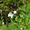 キキョウの花
