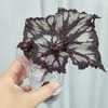剪定した「レックスベゴニア」の葉を水挿し管理中。葉挿しと同じ様に発根&発芽するのか観察していきましょう