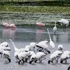 Roseate Spoonbil （ロゼエイト　スプーンビル） のいる群れ 