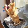  スマホカメラ、声でシャッターを切る方法（Android編）