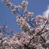 うまくいかないんならば、桜の花を愛でてみようというスローライフ術