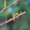 2013/04/19　サルスベリもやっと芽生え