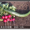 【菜園】キュウリ収穫期