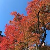 紅葉も、冬が恋しい衣替え