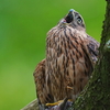 今日のオオタカ幼鳥。