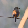 野鳥をちょっと見に　2023年2月26日　立田山の小鳥たち