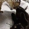 〔ねこ里親募集〕おへそを天井にむけて寝ながらパパママ待っています〔１才♂去勢済：東京近郊〕 #クロネコ部