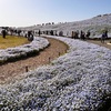 ひたち海浜公園のネモフィラ！