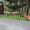 神社の彼岸花と苔の早朝散歩。