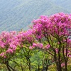 蛭ヶ岳日帰り登山！シロヤシオとツツジの花！塔ノ塔～丹沢山～鍋割山(後編)