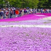 芝桜を見に本栖リゾートへ！富士山周辺トコトコツーリングもあるよ！