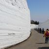 満開のツバキ花と青森「雪の回廊」開通