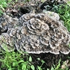 幽霊の 正体見たり 枯れ尾花