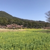 「マダム俱楽部」活動報告　春の花でいっぱいの公園♪　3月16日（2022）　その２　