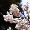 城山公園のちょっと変わった桜