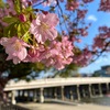 三条大橋の河津桜のお話。