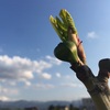 芽吹きの季節🌱無花果