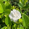 ジョギング中に見た草花 （と昆虫）