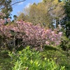 八重桜のお花見散歩