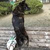 岡山全犬種クラブ展と島根宍道湖愛犬クラブ展を目指せ！の巻〜ヤルトキャヤルンダゼッ(ง `ω´)۶