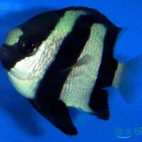 そっくりさんが沢山いすぎる ミスジリュウキュウスズメダイさん Marine Life Log
