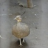 上野動物園でトリ・トラ・シロクマ／ぶらっとプチトリップ　GW編　３