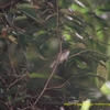 Chestnut-fronted Shrike-Babbler クリビタイモズチメドリ (ジャワの鳥その38)