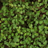 庭の植物とかトンボも撮った