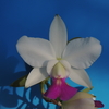 Cattleya   walkeriana f.semi-alba 'Yamate' SM/JOGA