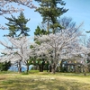 【2021年4月1日 現在】一本松公園でお花見できるかな(o'ω'o)？