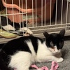 猫社会の掟は猫に教えてもらおう。