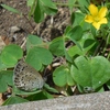 シジミチョウとカタバミ