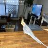カウンターにて