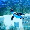 池袋サンシャイン水族館～空中回廊でペンギンと出会う～①